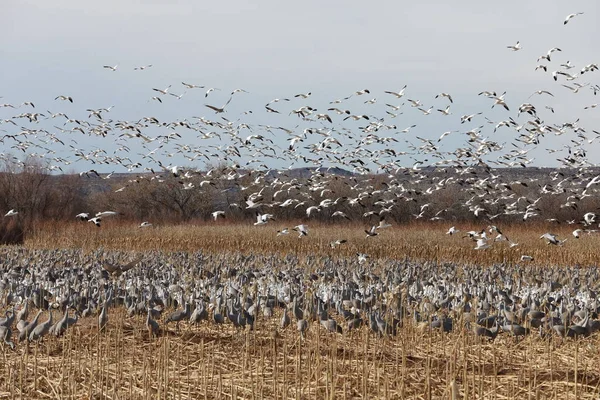 Sandhill Crane Bosque del Apache Wildlife Reserve New Mexico USA — Stock Photo, Image