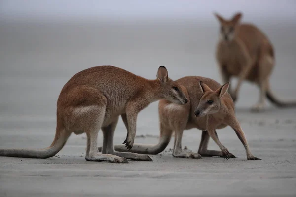 Gündoğumunda sahilde kanguru, Mackay, Kuzey Queensland, Avustralya — Stok fotoğraf