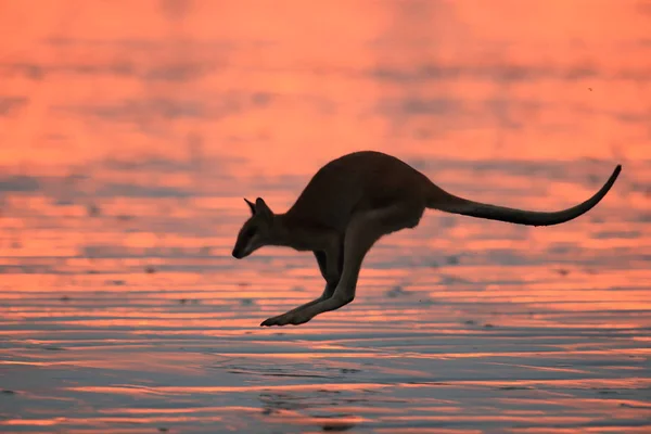 Känguru på stranden vid soluppgång, makrill, norra queensland, australi — Stockfoto