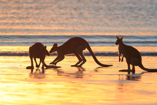 Kangaroo on beach at sunrise, mackay, north queensland, australi — Stock Photo, Image