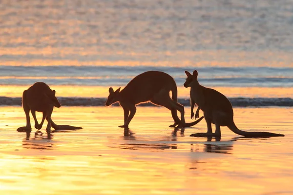 Kangaroo on beach at sunrise, mackay, north queensland, australi — Stock Photo, Image
