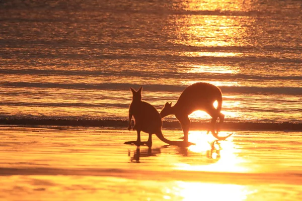 Känguru på stranden vid soluppgång, makrill, norra queensland, australi — Stockfoto