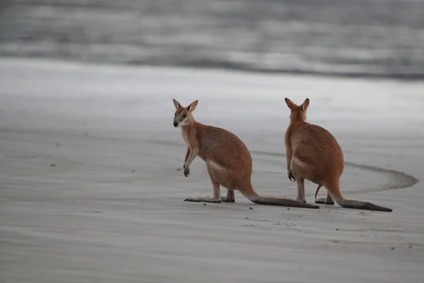 Kangaroo on beach at sunrise, mackay, north queensland, australi — Stock Photo, Image