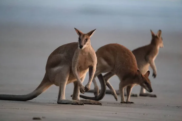 Kanghbo на пляже на восходе солнца, mackay, north queensland, australi — стоковое фото