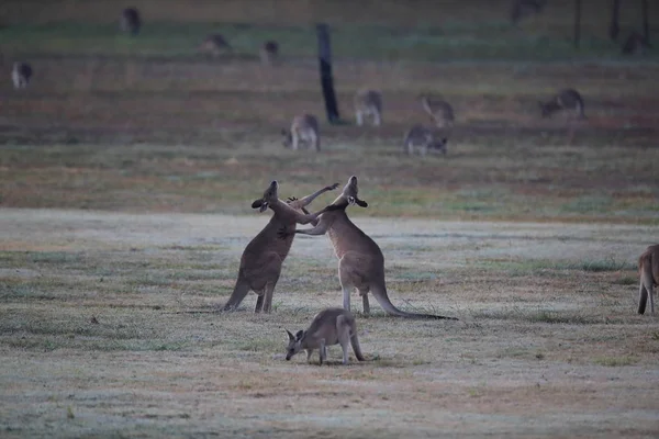 Eastern grey kangaroo (Macropus giganteus) in the morning at the — Stock Photo, Image