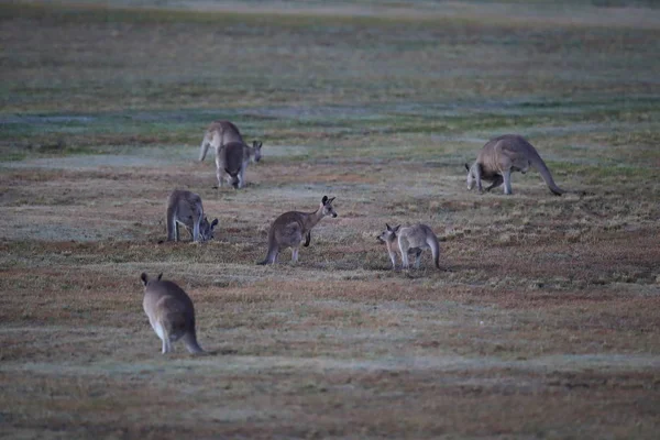 Canguro grigio orientale (Macropus giganteus) al mattino al — Foto Stock