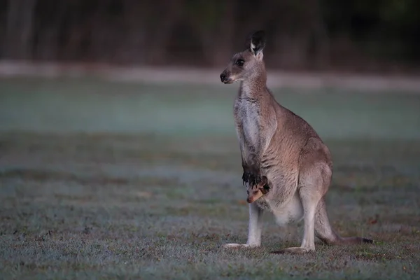 Kangourou gris (Macropus giganteus) le matin au — Photo