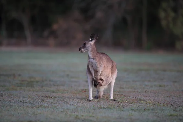 Ανατολικό γκρίζο καγκουρό (Macropus giganteus) το πρωί στο — Φωτογραφία Αρχείου