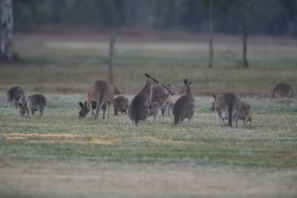 Ανατολικό γκρίζο καγκουρό (Macropus giganteus) το πρωί στο — Φωτογραφία Αρχείου