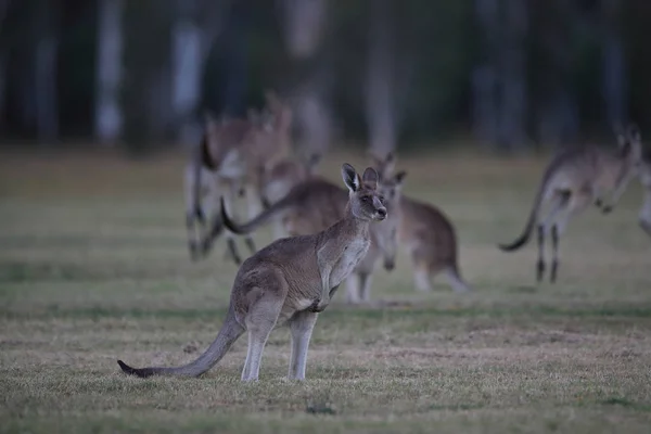 Östliches Graukänguru (macropus giganteus) am Morgen an der — Stockfoto