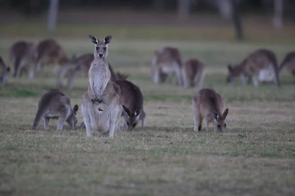 Wschodni szary kangur (Macropus giganteus) rano w — Zdjęcie stockowe