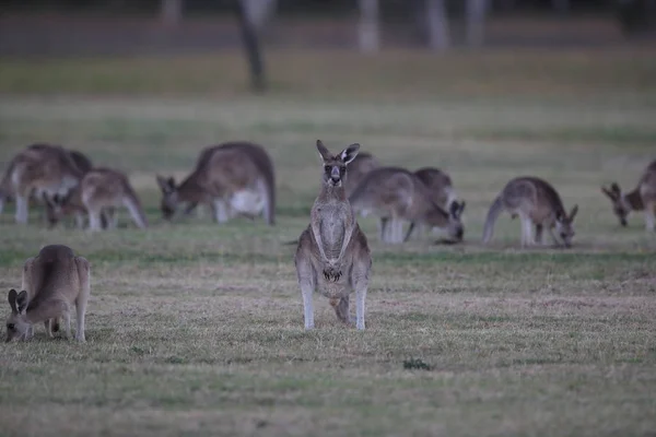 Canguru cinza oriental (Macropus giganteus) na parte da manhã no — Fotografia de Stock