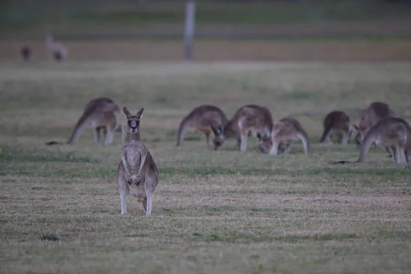 Canguru cinza oriental (Macropus giganteus) na parte da manhã no — Fotografia de Stock