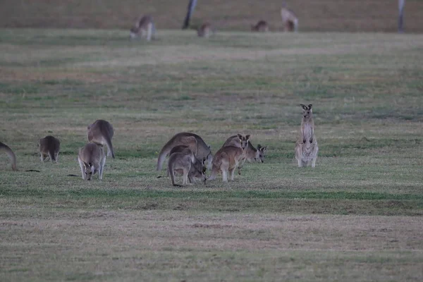 Canguru cinza oriental (Macropus giganteus) na parte da manhã no — Fotografia de Stock