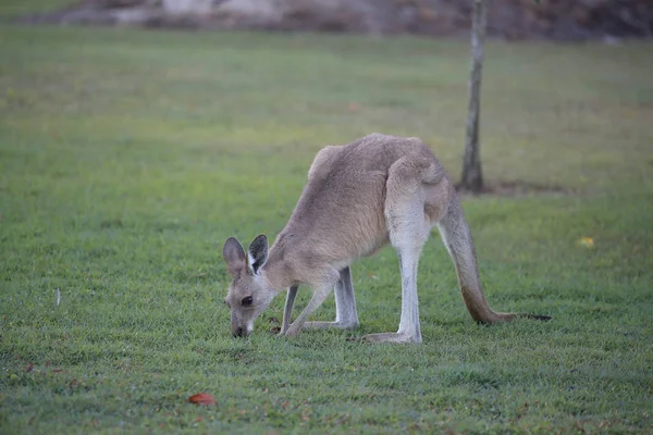 Canguro grigio orientale (Macropus giganteus) al mattino al — Foto Stock