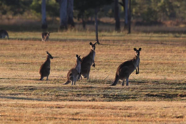 Canguru cinza oriental (Macropus giganteus) na parte da manhã no — Fotografia de Stock