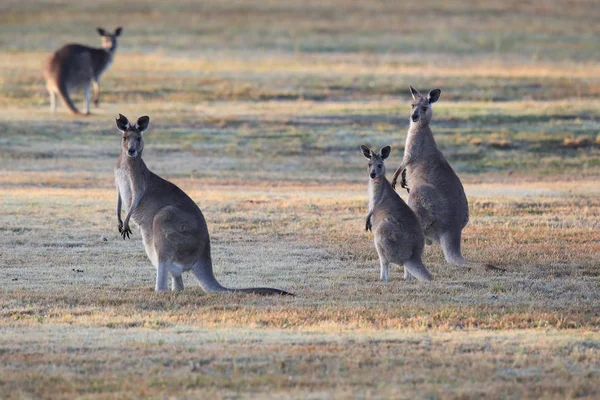 Canguro grigio orientale (Macropus giganteus) al mattino al — Foto Stock