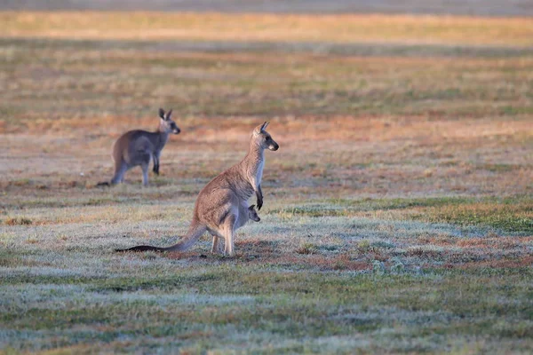 Canguro grigio orientale (Macropus giganteus) al mattino al — Foto Stock