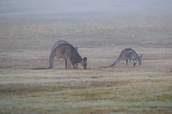 Canguro gris oriental (Macropus giganteus) por la mañana en el — Foto de Stock
