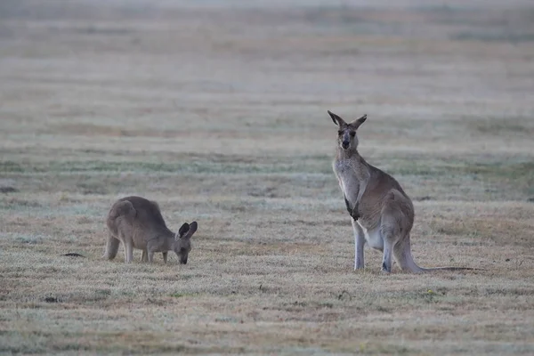 Ανατολικό γκρίζο καγκουρό (Macropus giganteus) το πρωί στο — Φωτογραφία Αρχείου