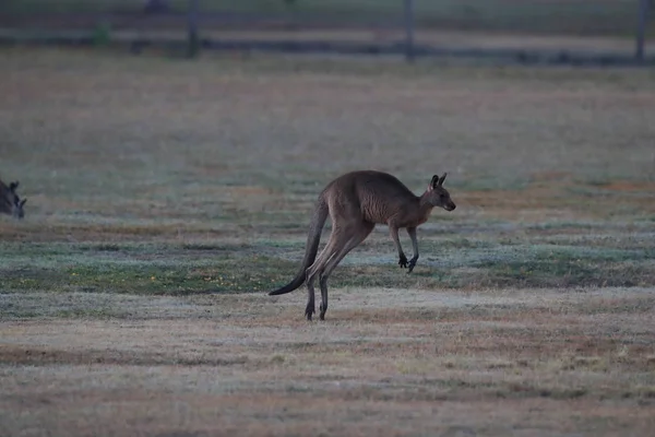 Canguro grigio orientale (Macropus giganteus) al mattino al — Foto Stock