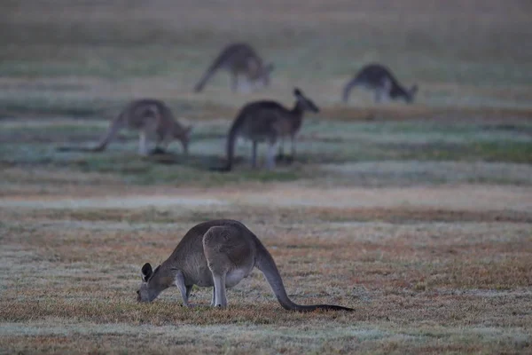 Eastern grey kangaroo (Macropus giganteus) in the morning at the — Stok fotoğraf