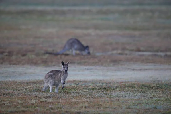 Eastern grey kangaroo (Macropus giganteus) in the morning at the — 스톡 사진