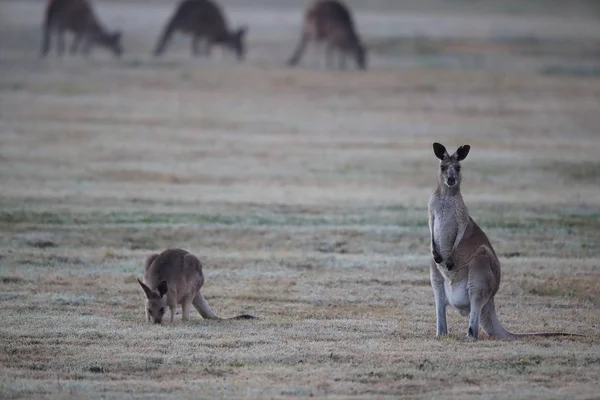 Eastern grey kangaroo (Macropus giganteus) in the morning at the — 스톡 사진