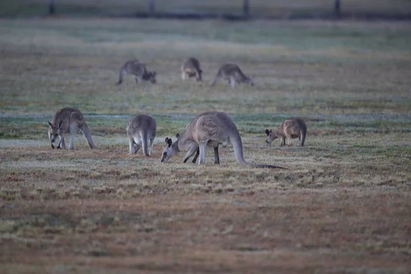 Canguro grigio orientale (Macropus giganteus) al mattino al — Foto Stock