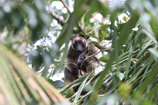 A Lumholtz\'s tree-kangaroo (Dendrolagus lumholtzi) Queensland, A