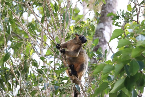 A Lumholtz\'s tree-kangaroo (Dendrolagus lumholtzi) Queensland, A