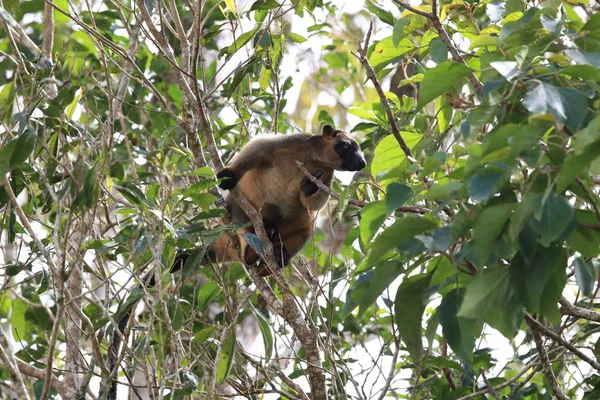 A Lumholtz 's tree-kangaroo (Dendrolagus lumholtzi) Queensland, A — Fotografia de Stock