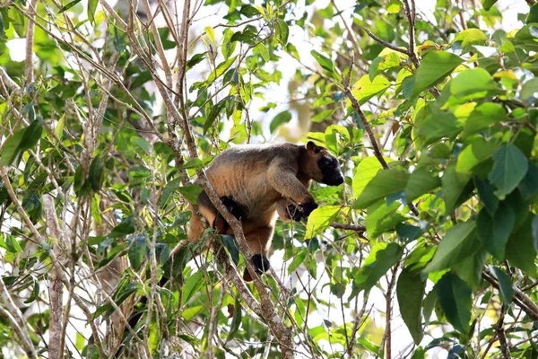 A Lumholtz 's tree-kangaroo (Dendrolagus lumholtzi) Κουίνσλαντ, A — Φωτογραφία Αρχείου