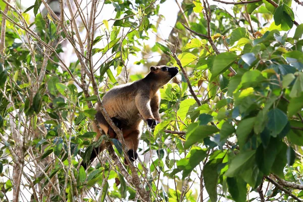 Bir Lumholtz ağaç kangurusu (Dendrolagus lumholtzi) Queensland, A — Stok fotoğraf