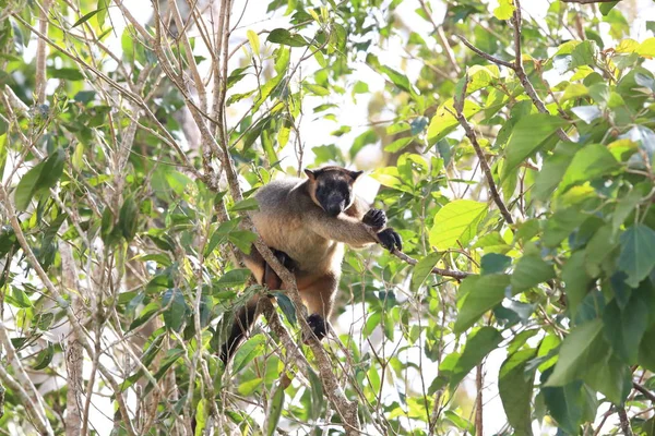 A Lumholtz's tree-カンガルー(Dendrolagus lumholtzi)クイーンズランド州, A — ストック写真