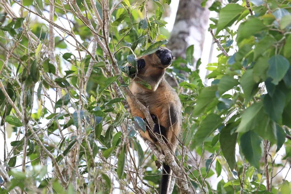 A Lumholtz 's tree-kangaroo (Dendrolagus lumholtzi) Κουίνσλαντ, A — Φωτογραφία Αρχείου