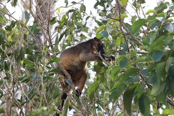 A Lumholtz 's tree-kangaroo (Dendrolagus lumholtzi) Κουίνσλαντ, A — Φωτογραφία Αρχείου