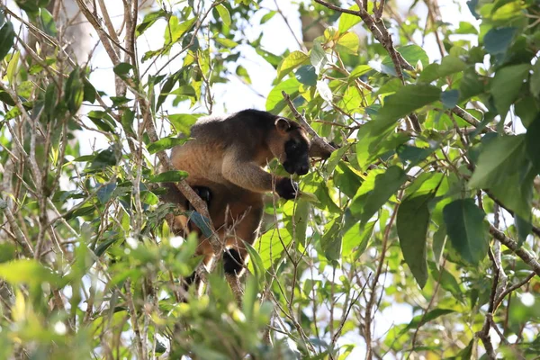 A Lumholtz\'s tree-kangaroo (Dendrolagus lumholtzi) Queensland, A