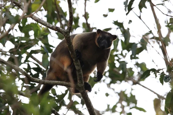 A Lumholtz's tree-カンガルー(Dendrolagus lumholtzi)クイーンズランド州, A — ストック写真