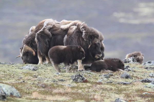 Muskox in Dovrefjell national park, Norway — 图库照片