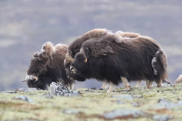 Muskox w Parku Narodowym Dovrefjell, Norwegia — Zdjęcie stockowe