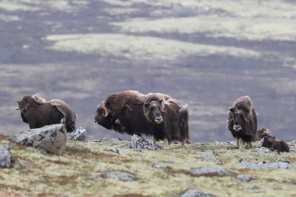 Muskox in Dovrefjell national park, Norway — 스톡 사진