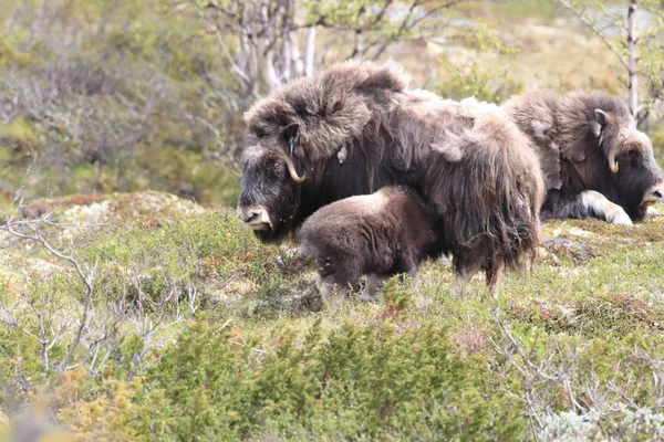 Muskox in Dovrefjell national park, Norway — ストック写真