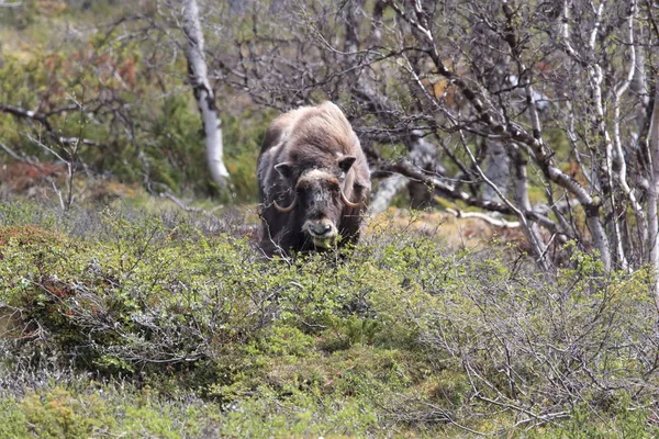 Muskox en el parque nacional Dovrefjell, Noruega —  Fotos de Stock