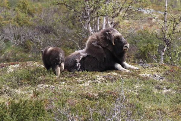 Muskox in Dovrefjell national park, Norway — стокове фото