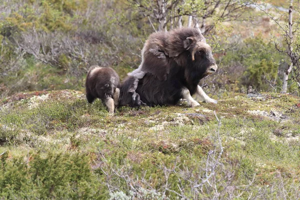 Muskox in Dovrefjell national park, Norway — Stock Photo, Image