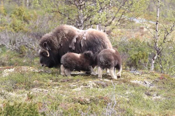 Boeuf musqué dans le parc national de Dovrefjell, Norvège — Photo