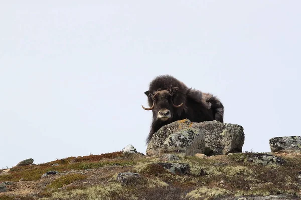 Boeuf musqué dans le parc national de Dovrefjell, Norvège — Photo