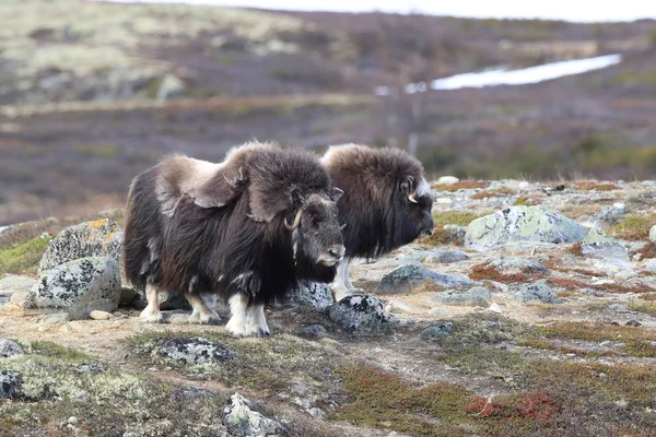 Muskox v Národním parku Dovrefjell, Norsko — Stock fotografie