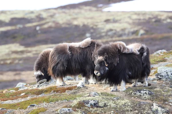 Muskox in Dovrefjell Nationaal Park, Noorwegen — Stockfoto